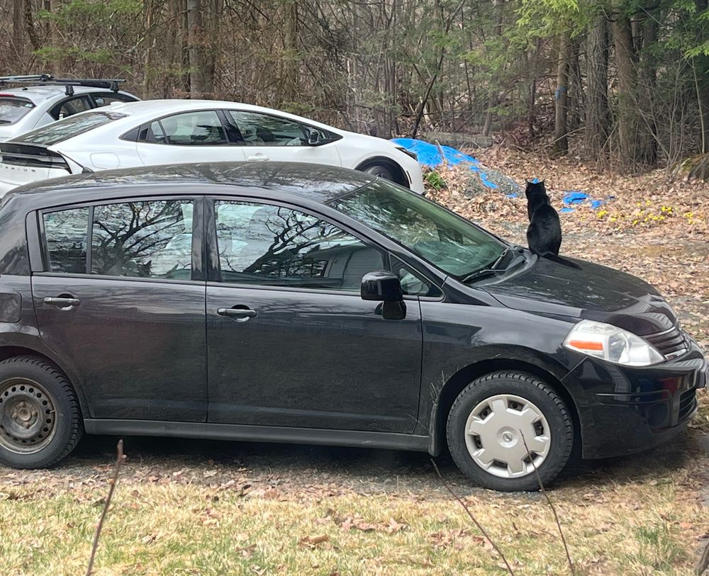 A black cat (Kerrigor) sitting on the hood of a car