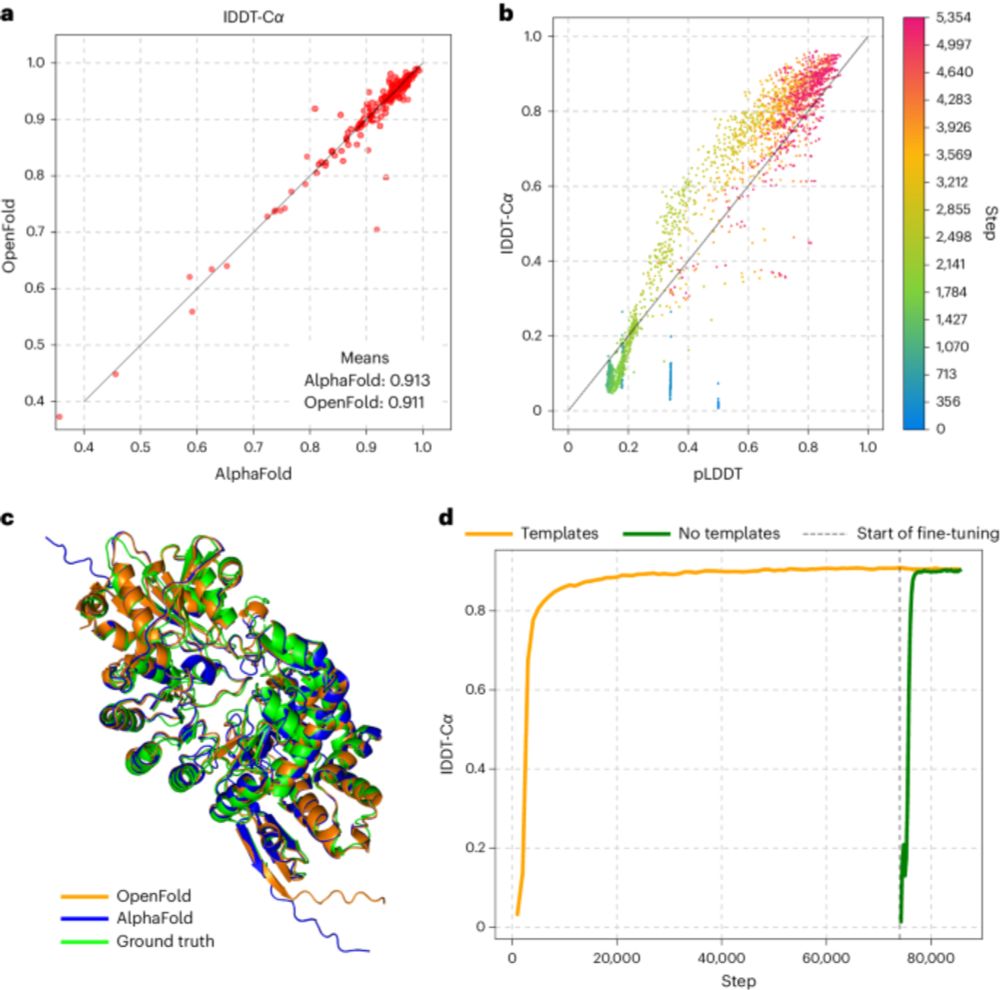 OpenFold: retraining AlphaFold2 yields new insights into its learning mechanisms and capacity for generalization - Nature Methods