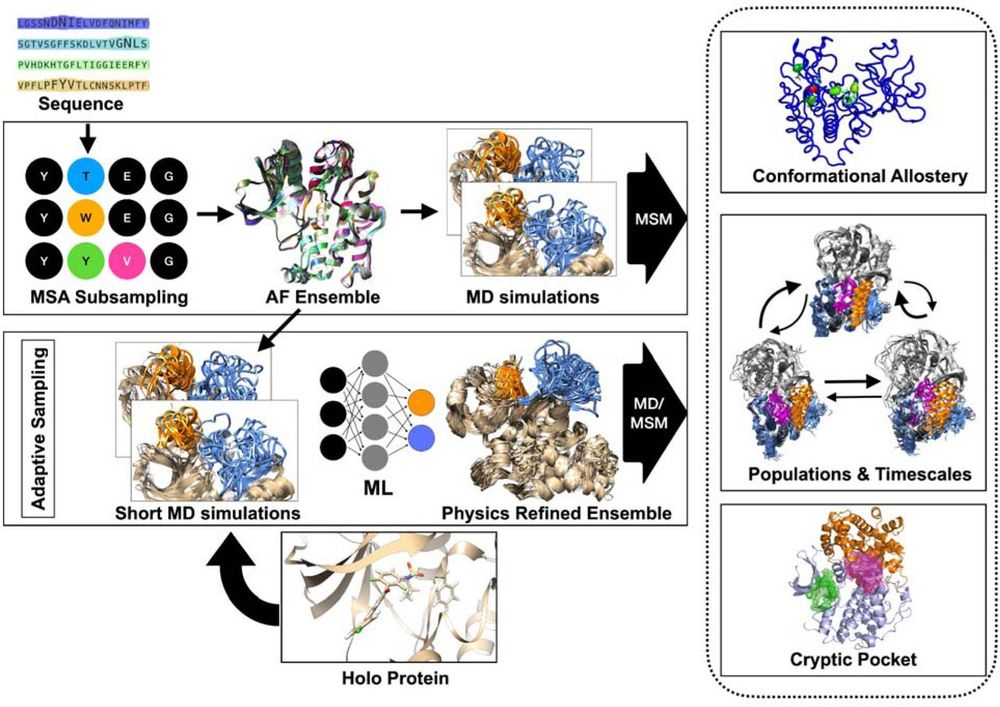 Overview of the computational framework employed in this study to capture generalizable dynamics in kinases and how perturbations such as ligand binding/mutations modulate conformational dynamics. The framework requires a protein sequence as input and uses the MSA subsampling approach to generate initial structural guesses (AF ensemble) using AlphaFold. These structures were then used t seed to launch independent MD simulations and finally combined together using the Markov state model (MSM) to capture conformational dynamics in kinases. In some cases, this standard workflow may not fully capture the breadth of conformational heterogeneity. To address such scenarios, we used an adaptiv sampling framework which starts with launching short MD simulations (10 ns) from an AF generated conformational ensemble. The high-dimensional data from these simulations are used to train a time-lagged autoencoder (TAE), which identifies slowly varying structural features. Clustering in the TAE’ latent space yields a “physics-refined” ensemble, and representative cluster centers are selected as starting points for further MD simulations. This expanded ensemble is then integrated into the MSM, providing a more comprehensive view of kinase conformational heterogeneity in both apo and holo states. Capturing these kinase dynamics facilitates the study of conformational allostery and reveals druggable cryptic pockets in protein–protein complexes, potentially accelerating the development of targeted therapies.
