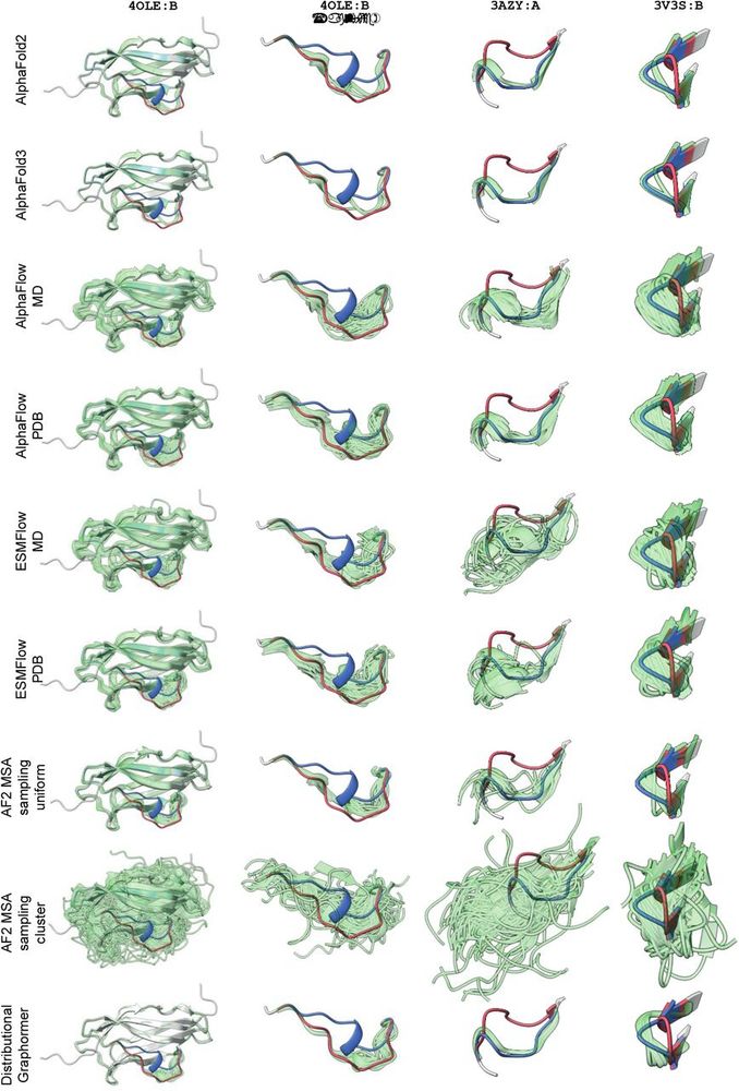 Failure of ensemble prediction algorithms in altloc segments.
Although structure and ensemble prediction techniques based on amino acid sequences are capable of accurately reconstructing the overall backbone structure (left column), they consistently fail to produce viable samples corresponding to one of the two altloc conformations (as shown in the magnified regions in the second through fourth columns).