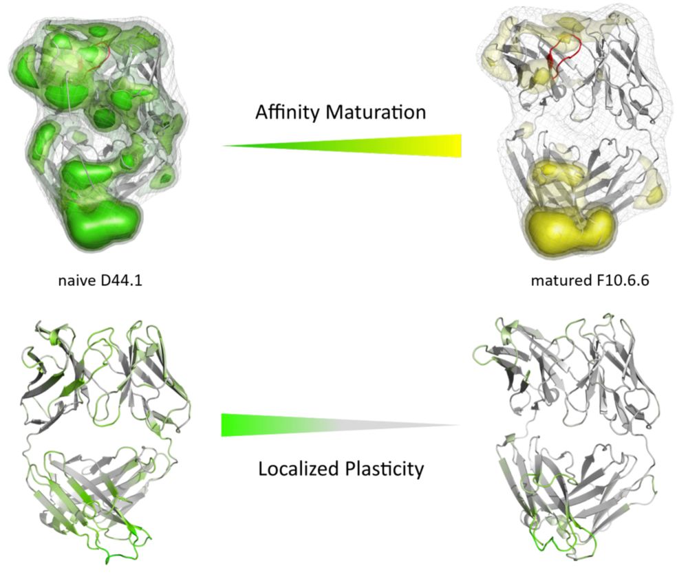 Decrease in conformational entropy of an antibody between germline/naive sequence (left, green) and affinity-matured sequence (yellow, right)