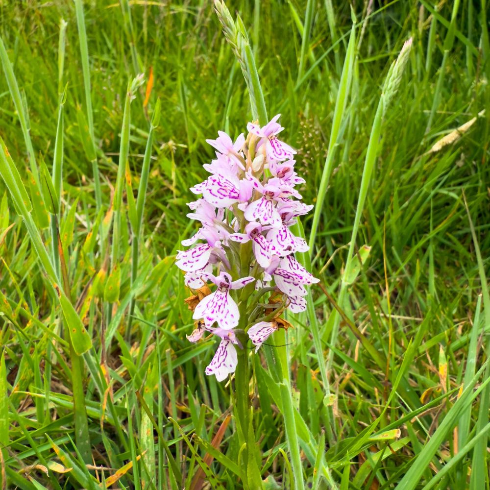 Heath Spotted-orchid - Dactylorhiza maculata