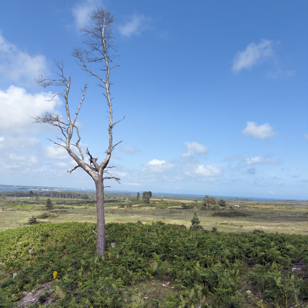 Rempstone Forest