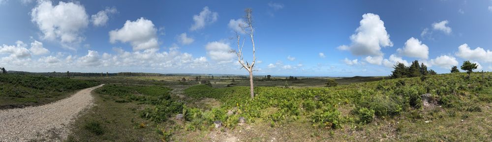 Pano of Rempstone Forest