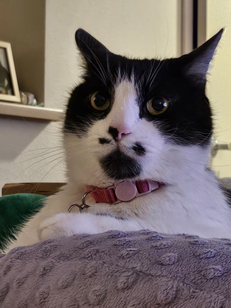 A photo of a bicolor black and white cat reclining on a purple cushion facing the camera. The cat has big yellow eyes, a pink nose, and facial markings that look like a mustache and goatee. His plump cheeks hang over his pink collar.