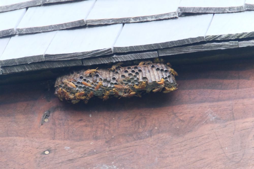 An image of a wasp nest under the eaves of a hut. It's surface crawling with large yellow wasps. 