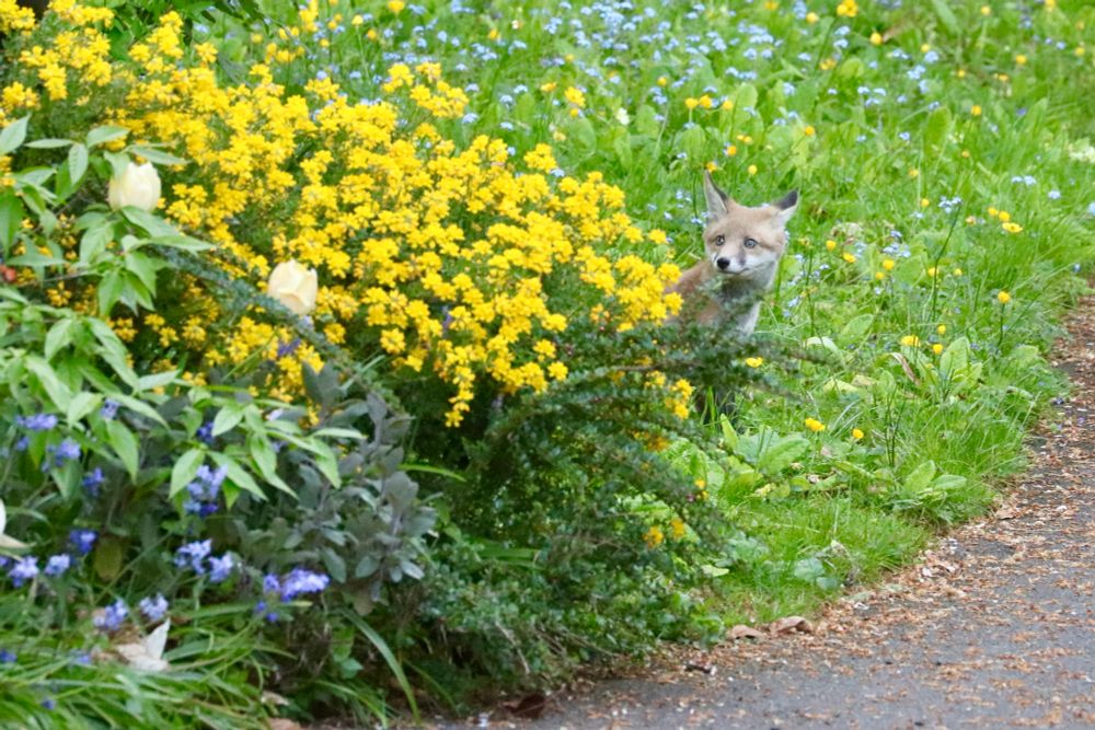 Adorable baby fox peeks out from behind some yellow flowers.