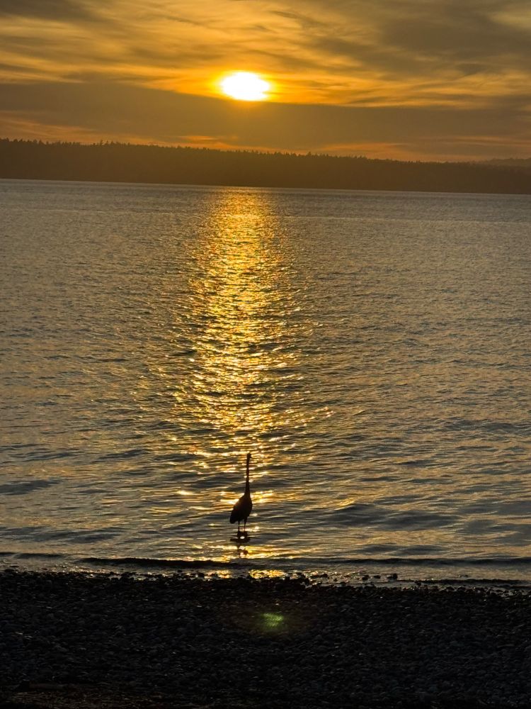 Heron framed by sunser