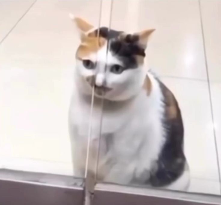 foto de gatinho com o focinho enfiado entre duas portas de vidro