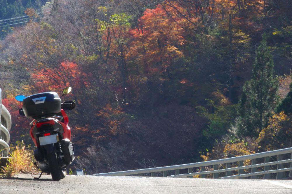 与作途中の紅葉