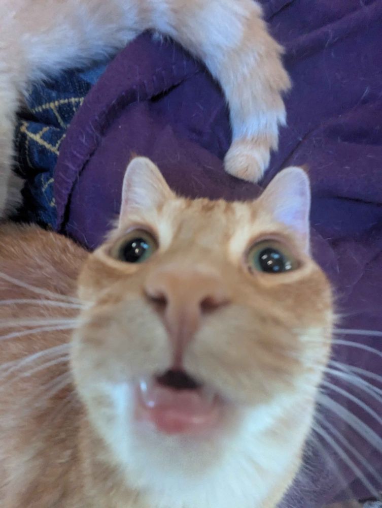 picture of an orange tabby with lens distortion effect that makes her nose and slightly open mouth look huge while her eyes look in different directions and her ears are tiny. she looks incredibly stupid. i love her