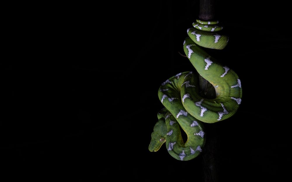 Emerald Tree Boa (Corallus caninus), Suriname 2025.

#emeraldtreeboa
#coralluscaninus
#suriname
#herps