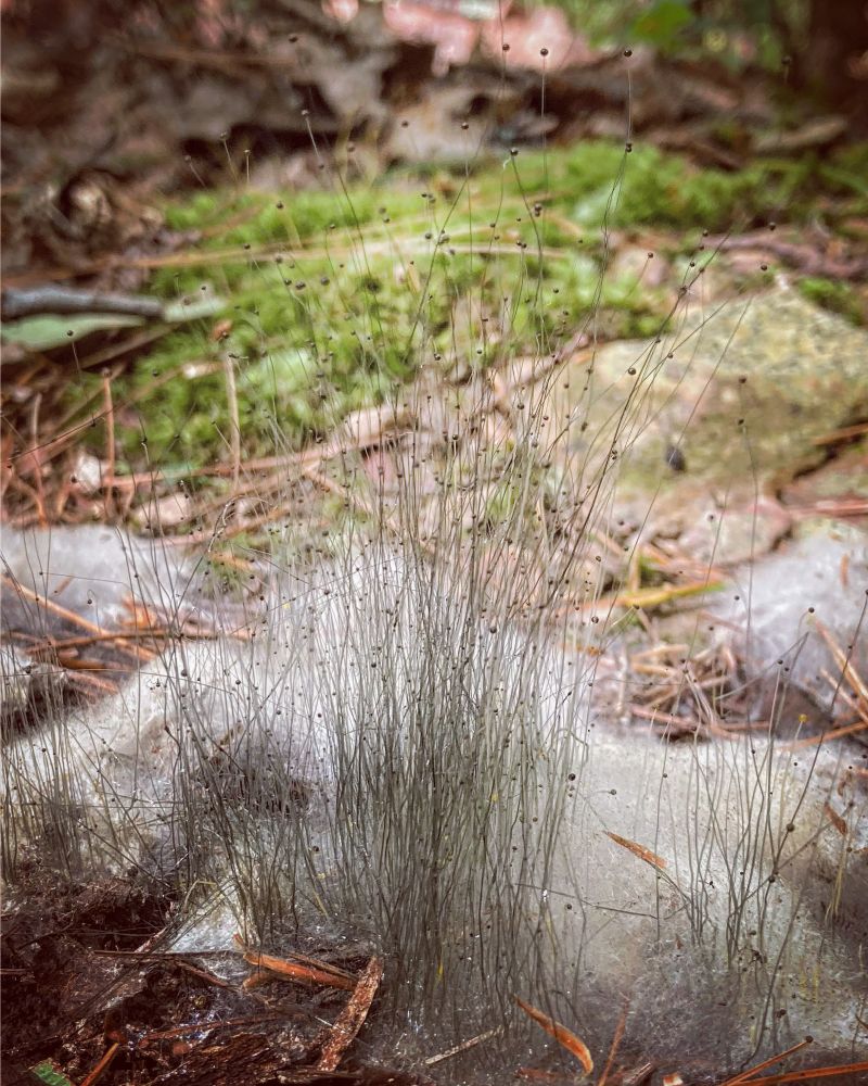 fera silvae Lots feels heavy these days so dropping some hairy poop mold Phycomyces blakesleyanus into the mycorrhizal net a saprophyte who literally specializes in transforming bad shit. Always be ex...