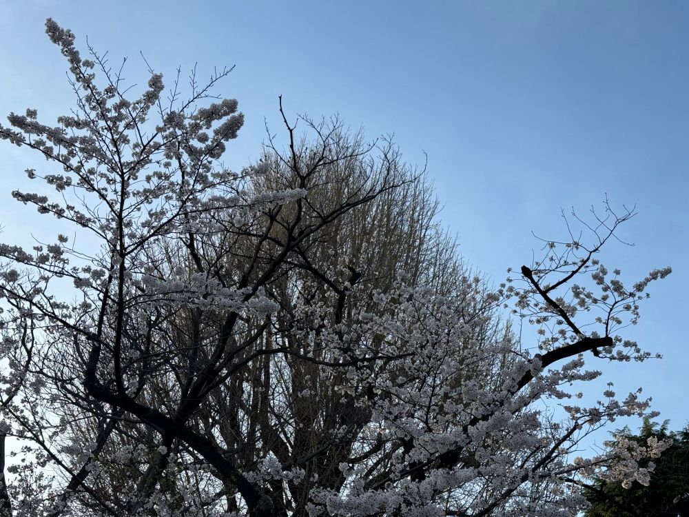 英国大使館を はとバス から撮影。桜と大きな木