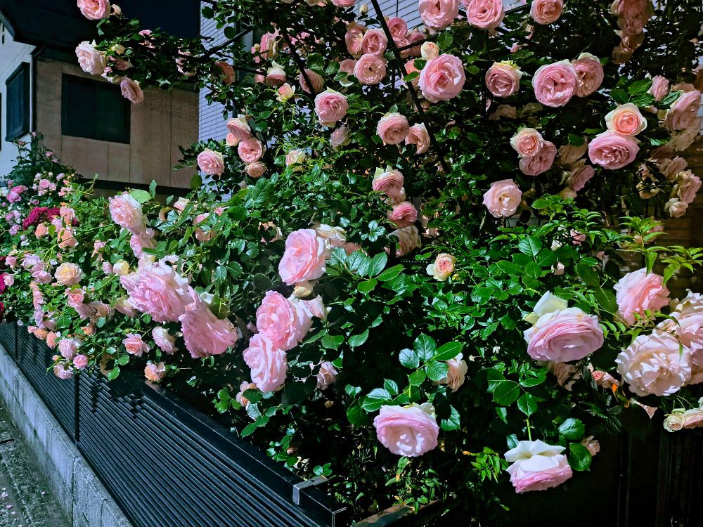 民家にたくさんの花をつけた薔薇
ピエール・ドゥ・ロンサールと思われる

ところでこの画像は日が暮れてから撮影したのだが、街灯の照度はそれほどでもなかったのに、やけにくっきりとした写真が撮れて驚いている