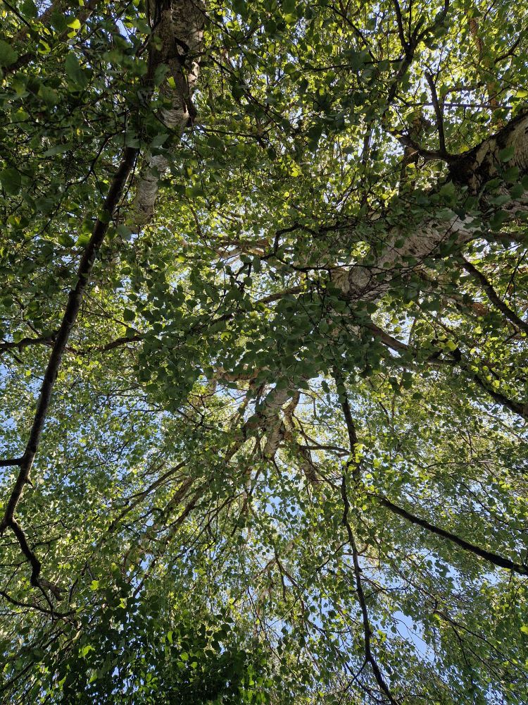 A view upwards. Looking up into a large silver birch with flashes of bright blue sky beyond the green leaves. 