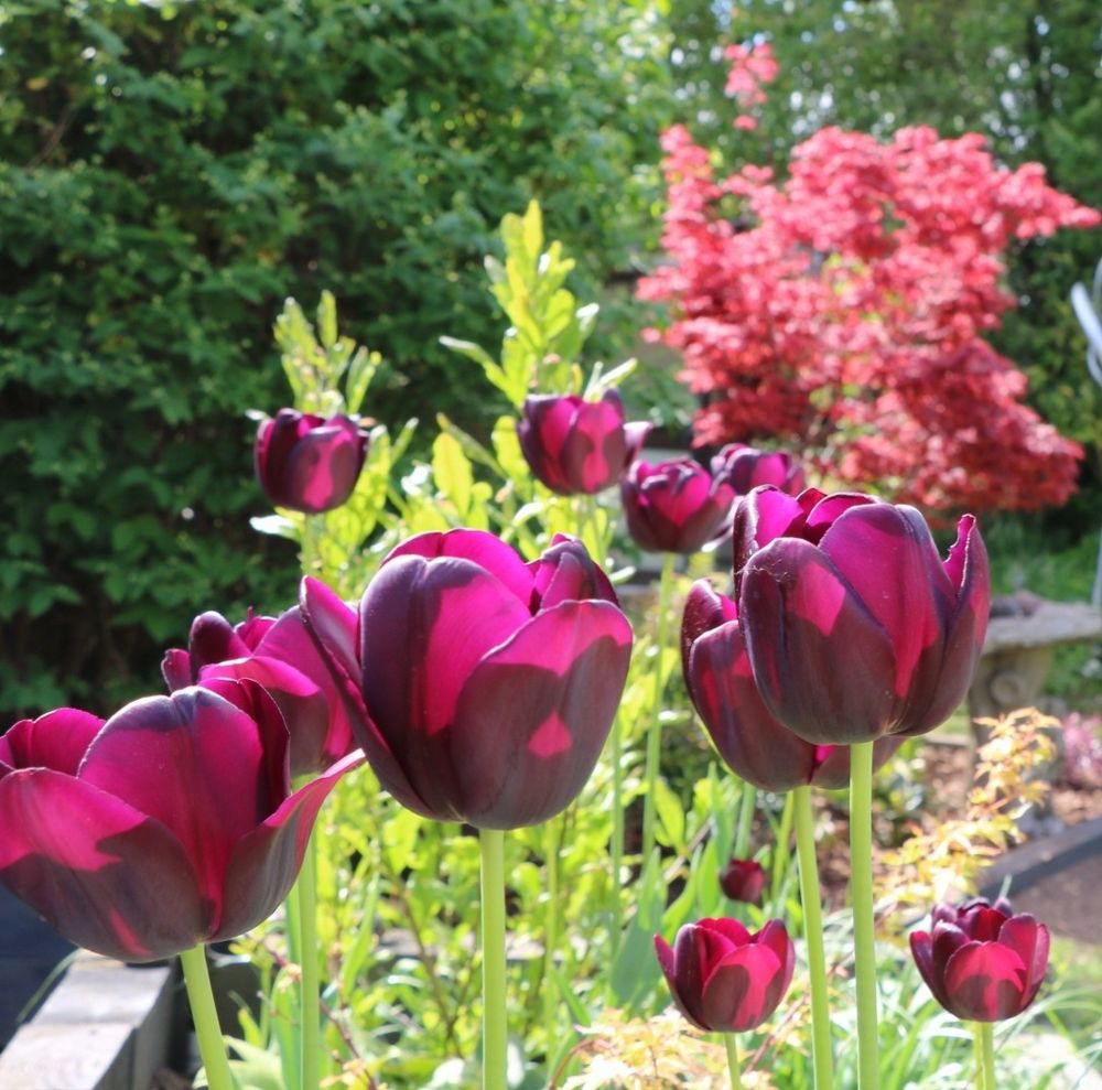 A cluster of deep purple tulips in sunlight, with a bright red Acer behind. 