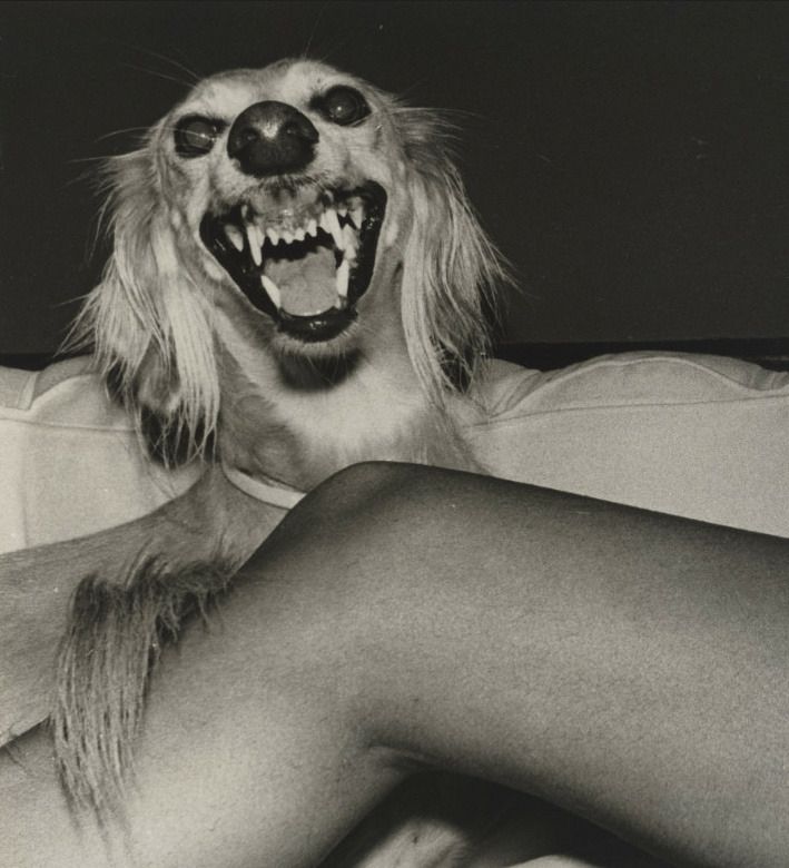 Dog, Jimmy DeSana, 1978-79 
