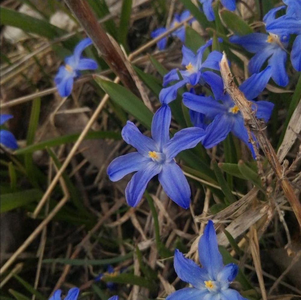 A picture of some scilla luciliae, though the shade is more blue on the picture than what it is in real.