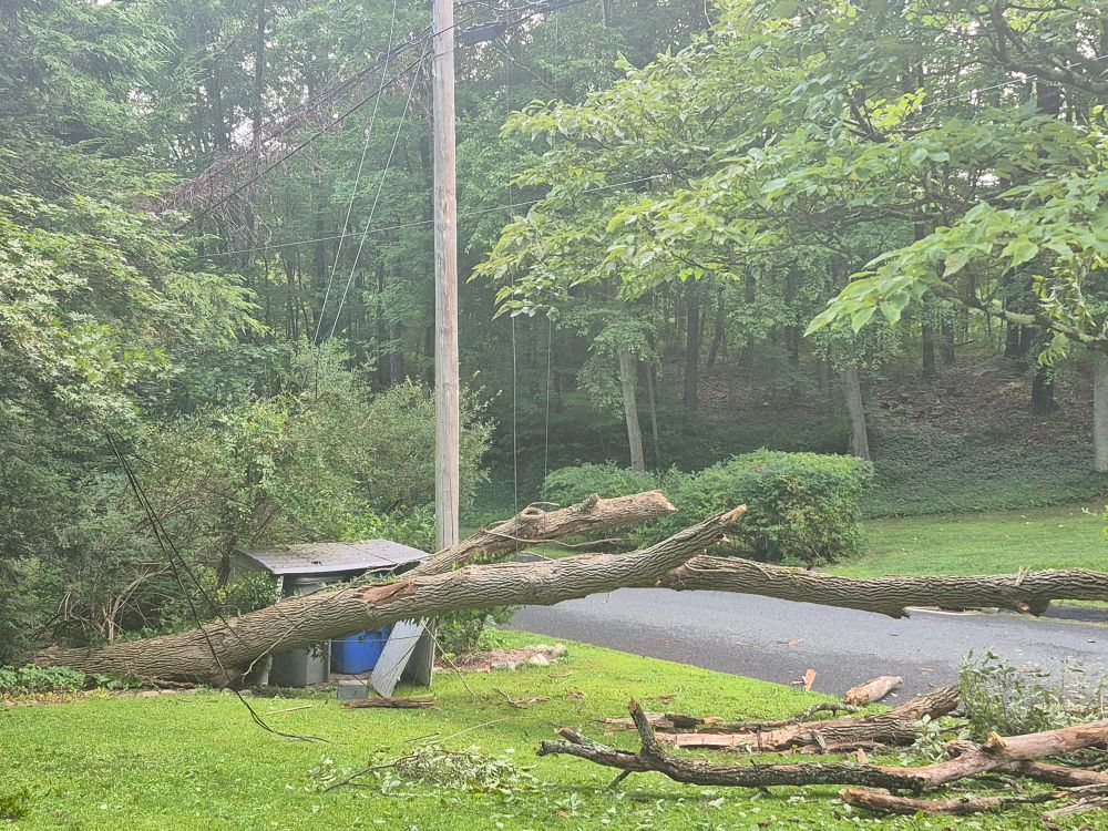 A fallen ash tree in the corner of my yard dangling from telephone pole wires.