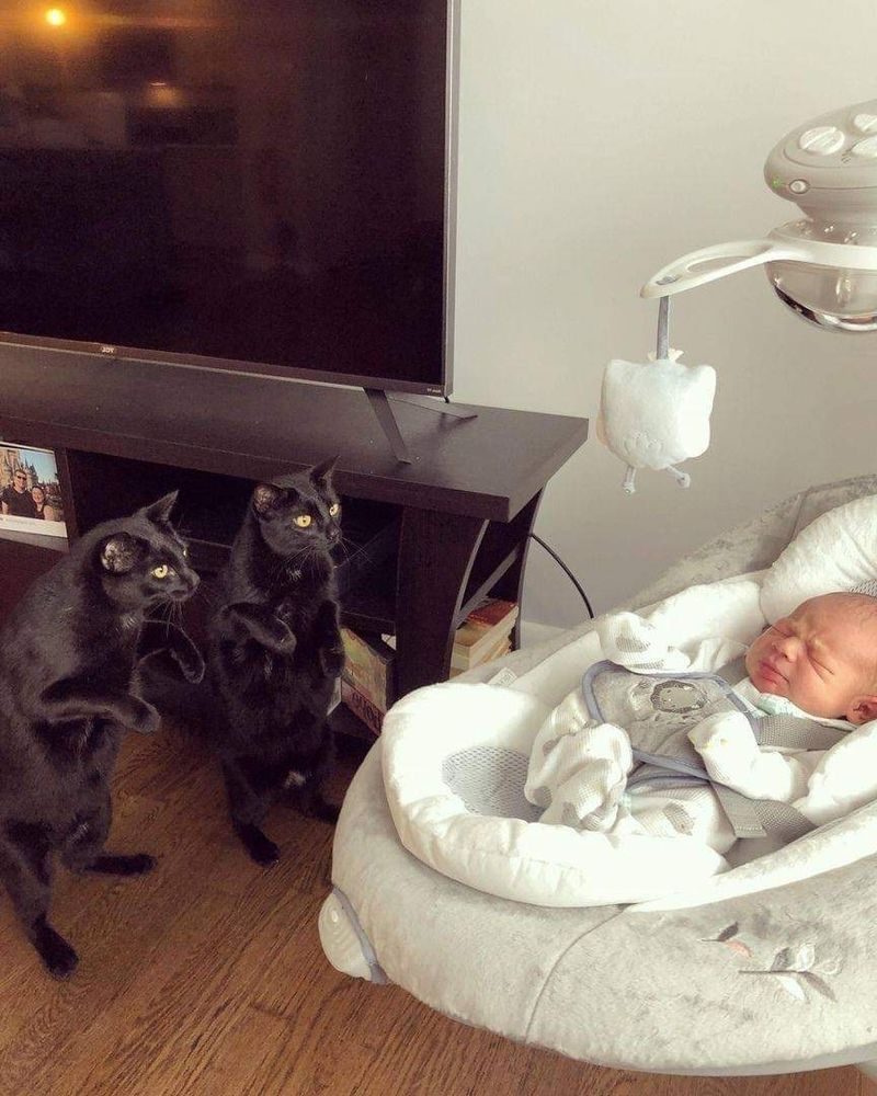 Deux chats noirs observant avec admiration le couffin d’un bébé