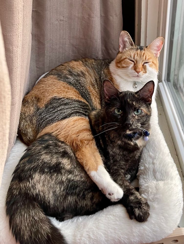 Kaylee always has to have one leg stretched out when sleeping. Also pictured is Lilly, our mini Tortie. 