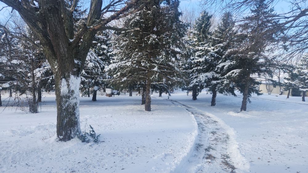 A path snow blown between some trees that leads to the pole barn/hen house so I don't have to tromp through the deep snow, though right now there's less than a foot, to get there.
