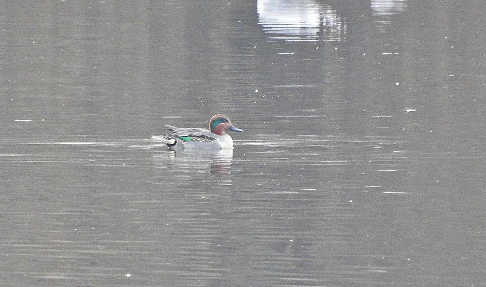 Decision summary:

Taxon carolinensis is treated as a subspecies of Anas crecca based on high levels of introgression, coupled with a lack of known differences in courtship vocalization. Although mitochondrial DNA data show a relatively deep divergence between these taxa (Peters et al. 2012), a lack of genomic divergence (McLaughlin et al. 2020; Spaulding et al. 2023) indicates that male-mediated gene flow is extensive.