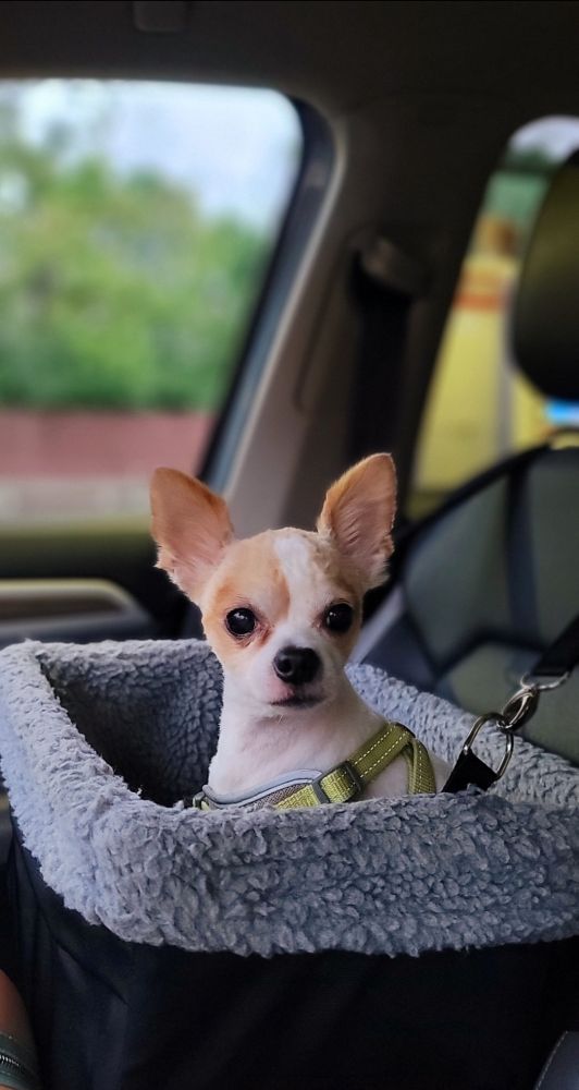 Chihuahua in a car seat 