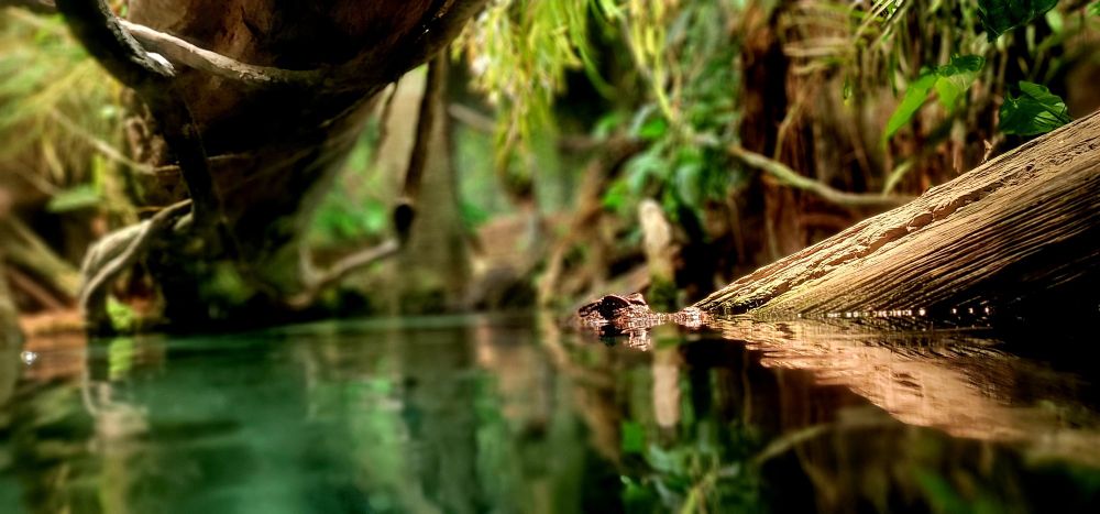 Caiman at the National Aquarium 