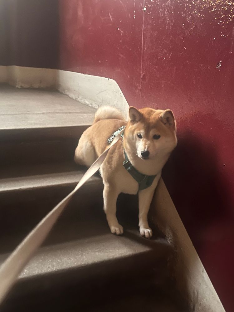 Red/ ginger Shiba Inu dog sits in a funny way on the staircase, refusing to keep going down. Her back legs are curled up in a sitting posture, but her front legs are extended down onto the step below. 