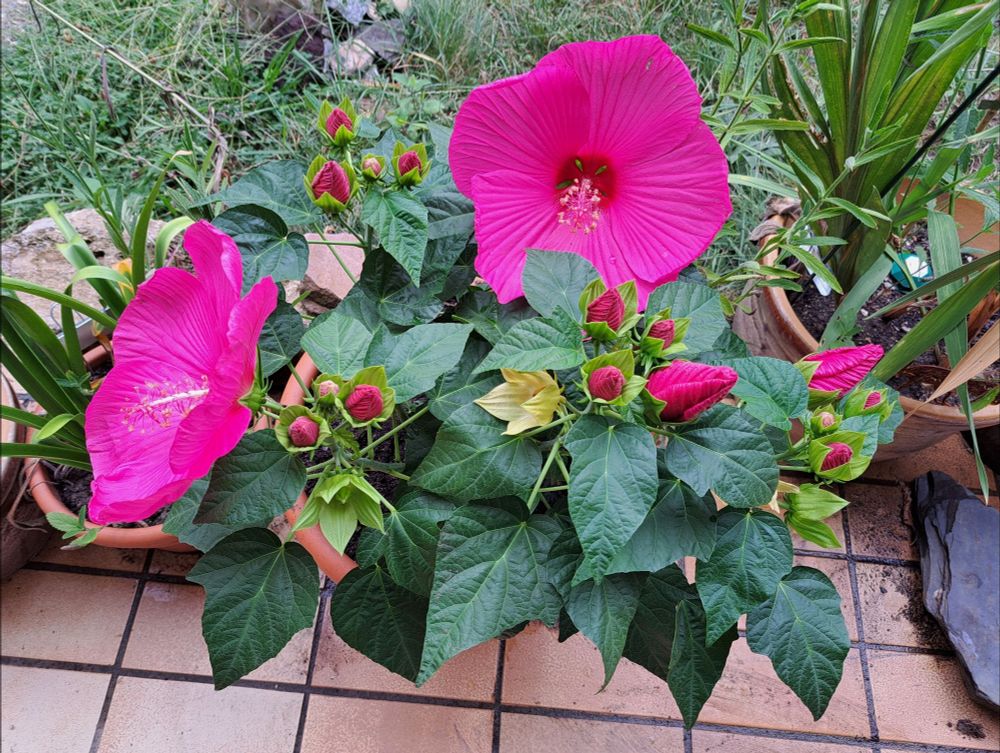 Ein pinkblühender Riesen-Hibiskus von oben fotografiert. 2 Blüten sind besonders groß, drumherum etliche Knospen.
