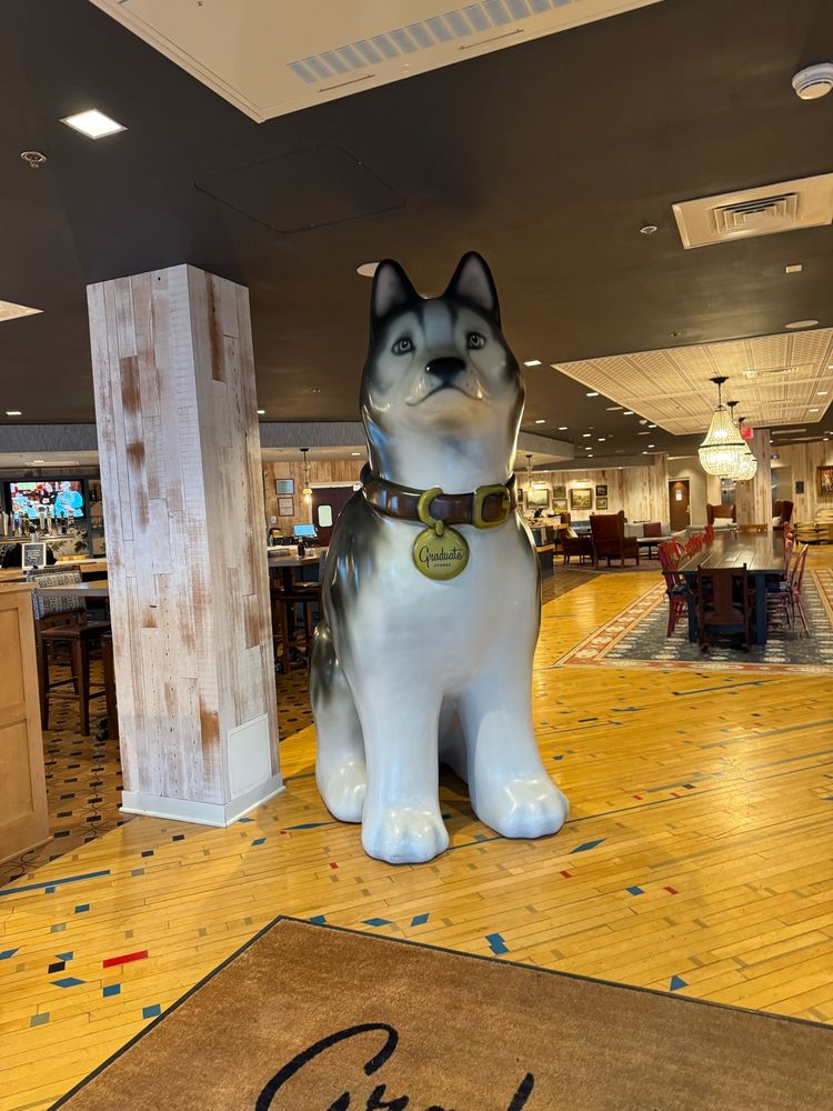 A photo of a statue of a giant huskie, approximately 7 feet tall, inside the lobby of the Graduate Hotel in Storrs, CT.