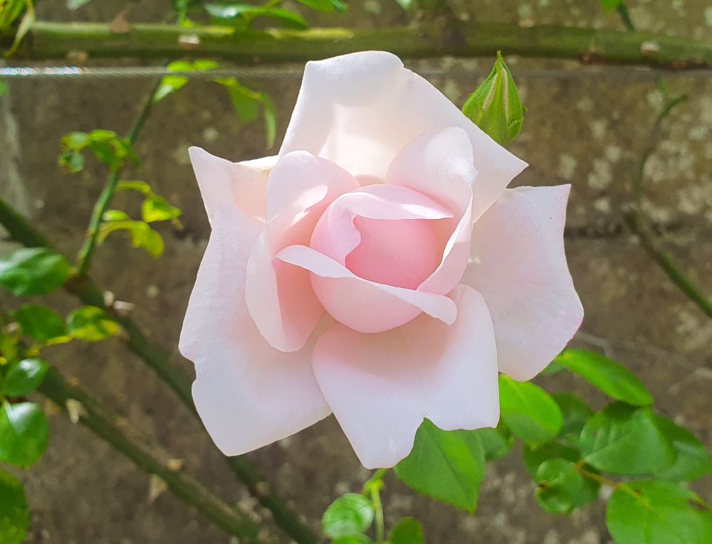 Rosa 'New Dawn' from David Austin Roses - a delicate pink backlit rose climbing a shady wall 