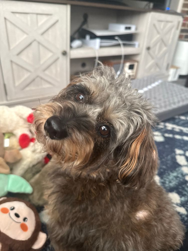 Artemis, Duchess of SJ