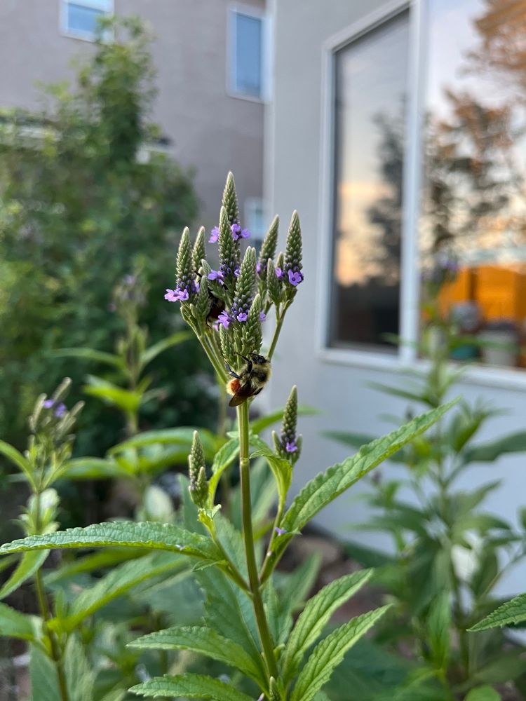 Two bees sleeping on new blooms of blue vervain, verbena hastata.