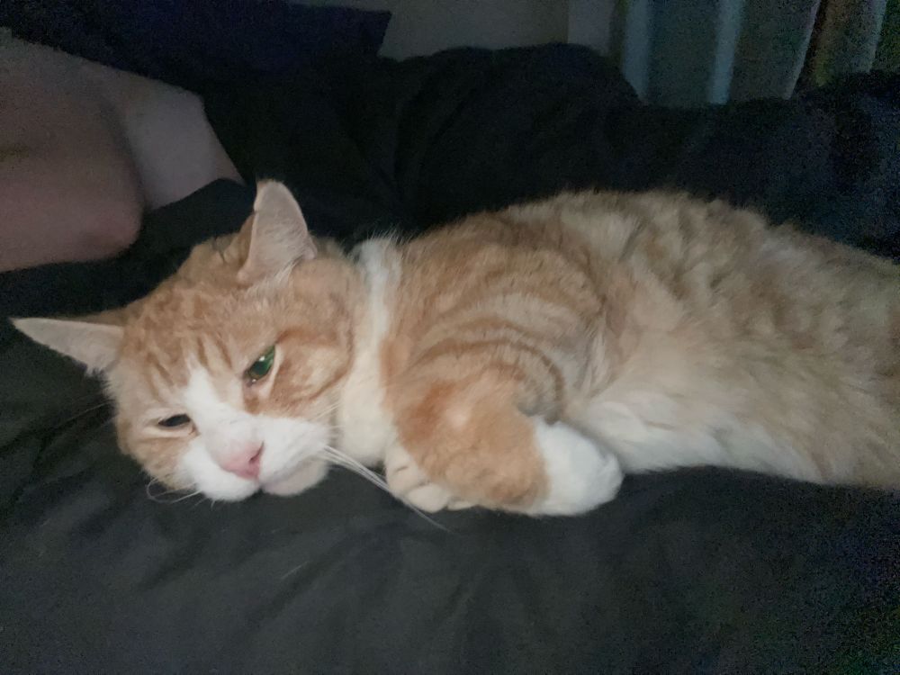 My cat bb laying on my legs 