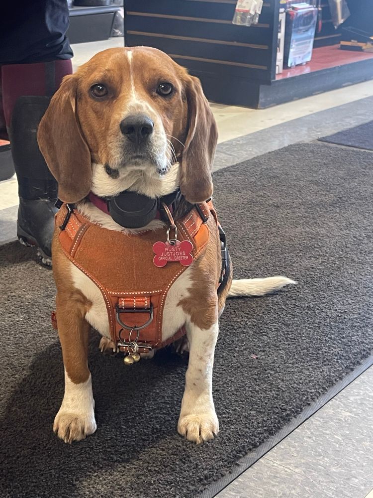 Rusty the beagle from just Joes auto 