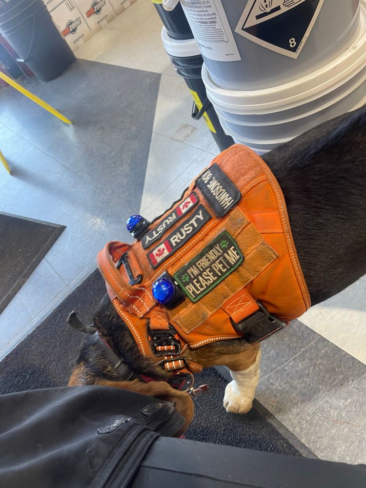 Rusty’s best that said “I’m friendly please pet me” and has his name on it with some lights 