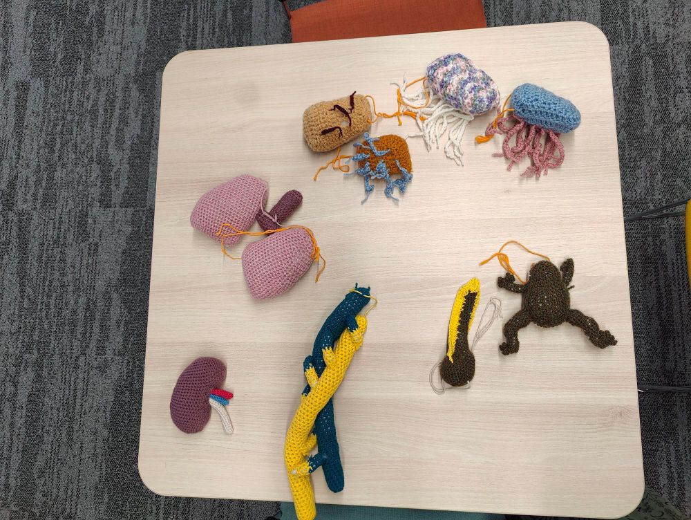 A table with crochet models of a frog, a tadpole, lung, kidney, and ciliated cells (either with a lot of cilia or little of them)
