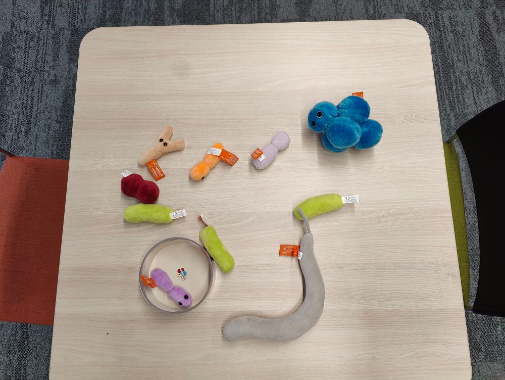 A table with plushy toys of different bacteria and a C. elegans worm.