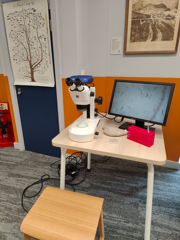 A table with a microscope and monitor showing C. elegans, a worm used to study neuroscience in my lab.