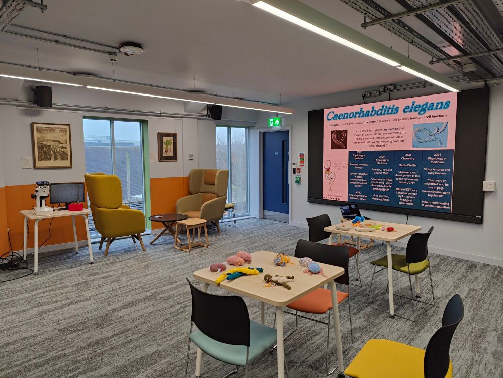 Picture of the set up for a women in science outreach event at Keele in town, England. We see a big screen showing a slide presenting C. elegans as an animal model, and 3 tables with crochet models, plushy toys bacteria and a microscope. 