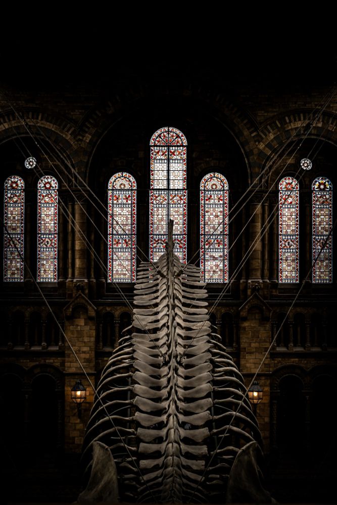 The imposing skeleton of a massive whale hangs suspended in the cavernous Hintze Hall of the Natural History Museum in London, its enormous ribcage reaching towards the towering arched ceiling. Above the skeleton, a row of stained glass windows, each with a unique design in vibrant colors, casts a mosaic of light onto the scene. The grandeur of the hall is amplified by the dimly lit atmosphere, which accentuates the intricate architectural details and the sheer scale of the whale.
The whale skeleton is mid-grey and stands out against the lighter background of the hall. The stained glass windows are brightly coloured, and the overall impression is one of awe-inspiring size and intricate detail.