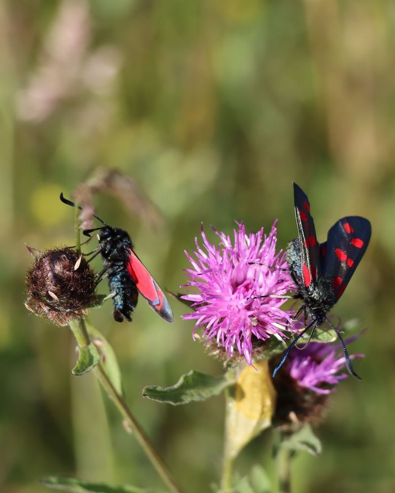 Six-spot Butnet moth - credit Luke Lithgow/Wellcome Sanger Institute