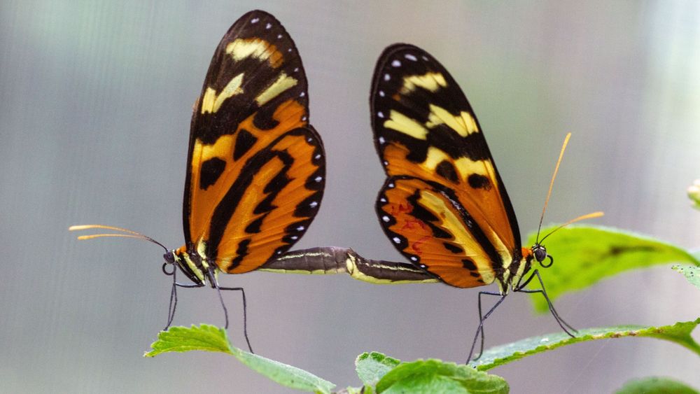 Two vibrant butterflies of the species Mechanitis polymnia perched closely on a green life back to back. The butterflies are orange and black and the image showcases their intricate wing pattern. 
Credit: Alex Arias.