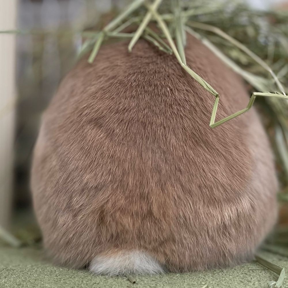 うさぎのおしり