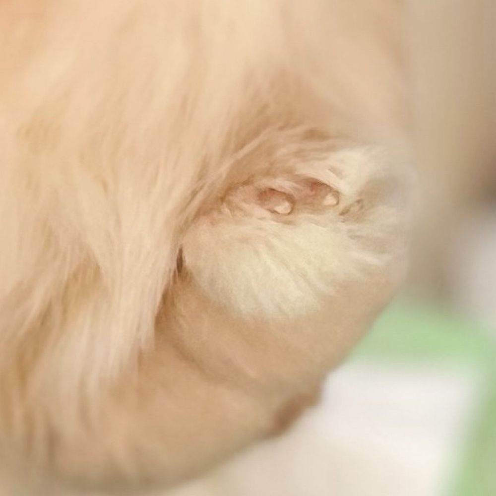 うさぎのるぷら　うしろあしとあしのつめ