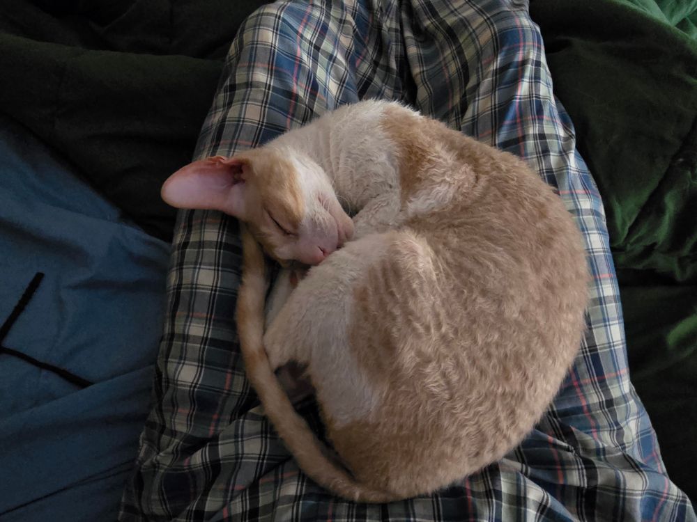 Am orange and white Cornish Rex cat curled up in a circle on a man's playoff pajama pants wearing legs. 