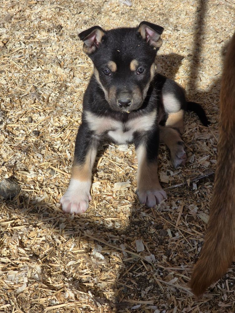 A black and tan puppy with a short coat whose ears are valiantly trying to stand. They have made it about three quarters of the way. His front paws are both shiny white and enormous for his size. 